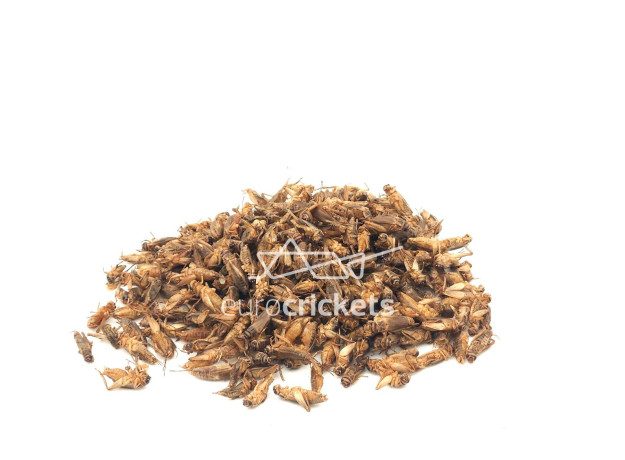 Džiovinti svirpliai – LARGE dydžio (130g)