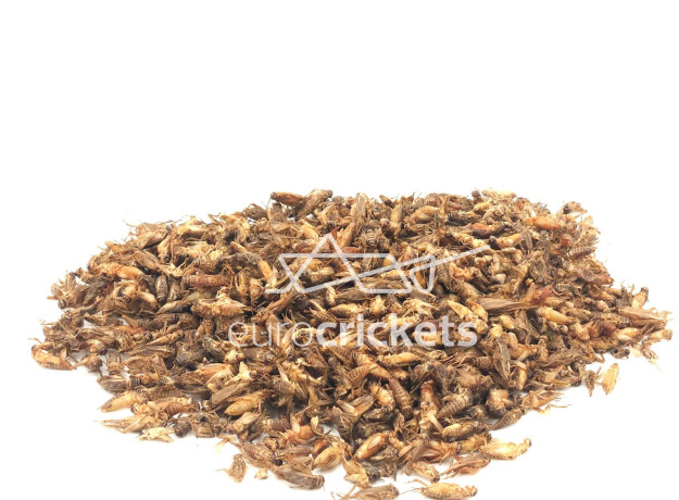 Džiovinti svirpliai – STANDARD dydžio (130g)