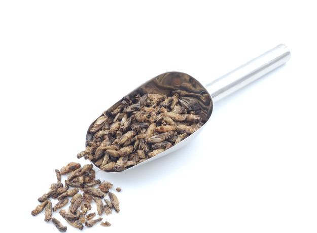 Džiovinti svirpliai – STANDARD dydžio be kojų (80g)