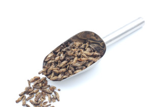 Džiovinti svirpliai – LARGE...