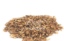 Džiovinti svirpliai – STANDARD dydžio (50g)