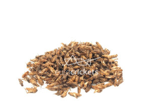 Džiovinti svirpliai – LARGE...