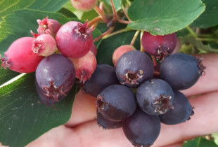 Medlievos uogos (karintai),...