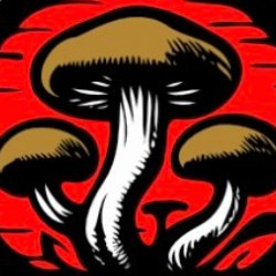 Shiitake space