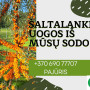 Tvariai užaugintos šaltalankių uogos su šakelėmis