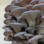 Švieži Pilkosios kreivabudės grybai 500 g
