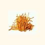 Džiovinti Cordyceps grybai 100 g