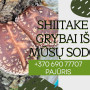 Ant rąstelių auginti grybai shiitake (Valgomasis Dantenis), 300 g