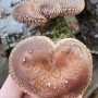 Shiitake grybai užauginti natūraliai ant rąstelių tiesiai iš ūkio, 1 kg