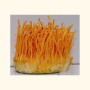 Džiovinti Cordyceps grybai 100 g