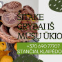 Šitake grybai (tiesiai iš ūkio) 600 g