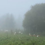Vištų kiaušiniai M-L dydis