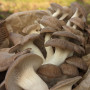 Švieži, Juodosios perlinės kreivabudės, grybai 1kg