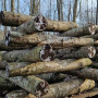 Shiitake rąsteliai