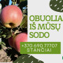 Tvariai užauginti rudeniniai obuoliai