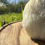 Švieži Lion's Mane grybai 500 g