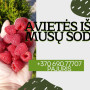 Šviežios avietės