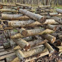 Shiitake rąsteliai