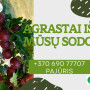Tvariai užauginti agrastai, 500 g