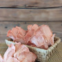 Švieži Rožinės kreivabudės grybai 1kg