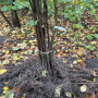 Lazdyno sodinukai