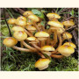 Paprastasis kelmutis 4 l pjuvenų rąstams