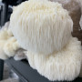 Švieži Lion's Mane grybai 1 kg