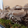 Shiitake grybai (valgomasis dantenis)