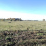 Atrinktos bulvės iš Širvintų (nenaud. pesticidų)
