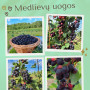 Medlievos uogos (karintai, razinkai), kg