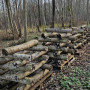 Shiitake rąsteliai