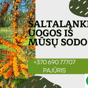 Tvariai užaugintos šaltalankių uogos su šakelėmis