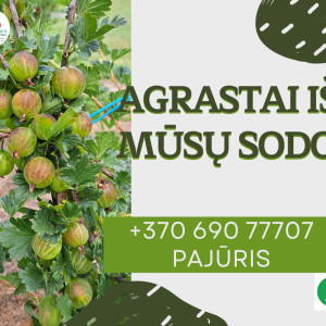 Agrastai, 500 g