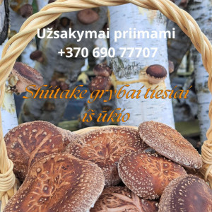 Shiitake grybai iš ūkininko ūkio, 300 g