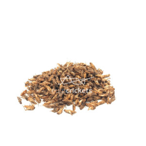 Džiovinti svirpliai – LARGE dydžio (130g)