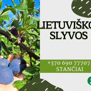 Lietuviškos sultingos slyvos