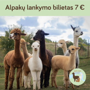 Alpakų lankymas - 1 bilietas
