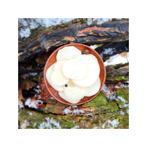 Rauginti baltieji ridikai 250 g