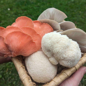 Šviežių gurmaniškų grybų rinkinys 1 kg