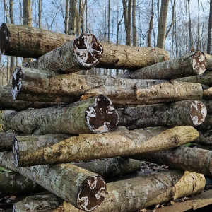 Shiitake rąsteliai