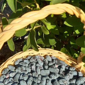 Melsvauogės (valgomojo sausmedžio uogos), 500 g