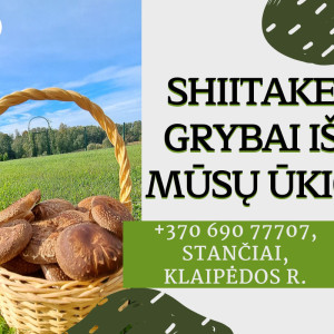 Shiitake grybai užauginti natūraliai ant rąstelių tiesiai iš ūkio, 1 kg