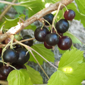 Juodieji serbentai 500 g