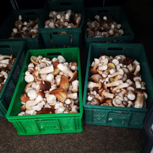 Džiovinti baravykai 80 g