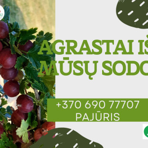 Tvariai užauginti agrastai, 500 g
