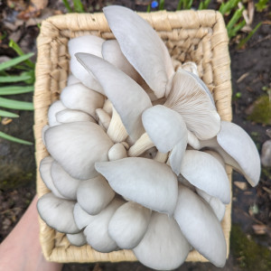 Švieži Pilkosios kreivabudės grybai 500 g