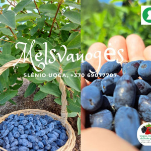 Aksominės melsvauogės (valgomojo sausmedžio uogos) 1 kg