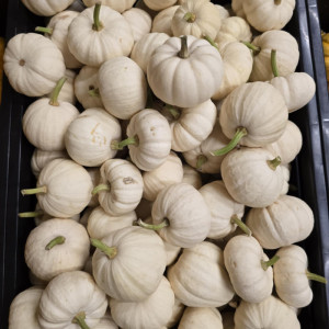 Moliūgas (baltas)