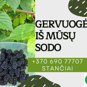 Lietuviškos gervuogės, 500 g