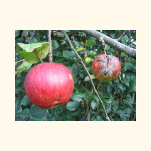 Obuoliai „Rudens dryžuotasis“ (liaud. „Grabšteinas“)